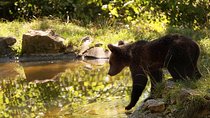 Meet the Bears & Visit Dracula Castle Day Tour from Bucharest