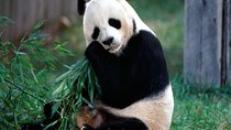 Private 2-Day Chengdu Tour: Panda Base And Giant Buddha