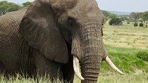 Tarangire day Trip from Arusha