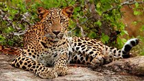 All inclusive Private jeep safari at Yala National park
