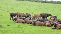 Big 5 Tour from Port Elizabeth 