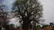 Chobe National Park and Impalila Island Day Tour from Victoria Falls