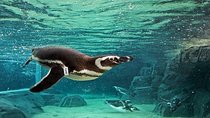 Skip the Ticketing Line: Aquarium of the Pacific General Admission Ticket