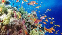 Tiran Island Snorkeling Trip From Sharm El Sheikh