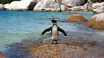 Cape Town: Cape Peninsula Private Tour Full Day