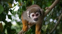Monkeyland and Zipline Adventure from Puerto Plata