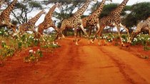 Naivasha Full Day Safari