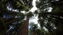 Combo Tour: Muir Woods, Sausalito and Sonoma Wine Country Tour
