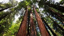 Muir Woods and Sausalito Afternoon Tour Small-Group Half-Day 