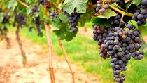 San Francisco Shore Excursion: Napa & Sonoma Ultimate Wine Tour