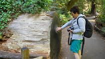 Shore Excursion: Guided Tour to Muir Woods with Roundtrip Journey