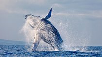 Whales Watching in pacific sea of Colombia