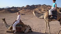 Camel riding with Bedouin evening and Oriental show
