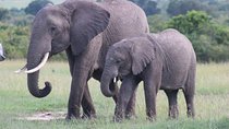 3 days masai mara safari from Nairobi