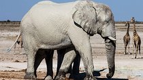 3 Days Etosha National Park