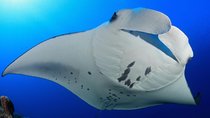 Snorkel with Manta Rays Guaranteed