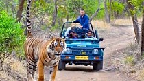 Golden Triangle & Tigers (Delhi-Agra-Jaipur-Ranthambore National Park)