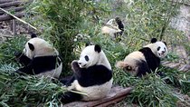 10-Day China Tour to Beijing, Xian, Chengdu and Shanghai