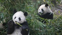11-Day China Tour of Small Group to Beijing, Xian, Chengdu, Shanghai