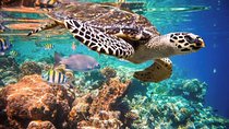 Akumal Turtles, Snorkel Tour from Cancun or Riviera Maya 