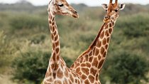African Safari Namibia 