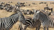 Cape Town 3-Day Attraction Tour:Aquila Safari Tour & Wine Tasing & Robben Island