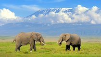 2 Days Group Safari to Amboseli using a Landcruiser 4x4 Jeep