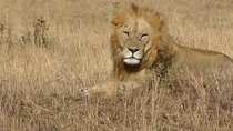Lake Nakuru National Park - Full Day Tour