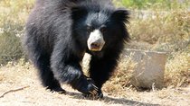 Bear Rescue Center and Wonderful Taj Mahal