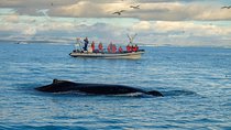 RIB Whale Watching Small-Group Boat Tour from Reykjavik