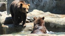 LiBEARty Brown Bear Sanctuary and the most important castles from Romania