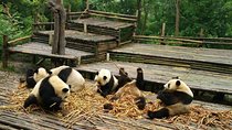 From Chengdu: Panda Base and Giant Buddha in One Day