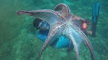 East Bali Spear Or Line Fishing Tour At Virgin Beach