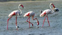 Half Day Safari at Bundala National Park
