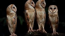 5 Days - Private Wildlife Photography Tour with Unique Accommodation options