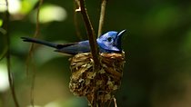 All Inclusive - Private Overnight Rain forest adventure in Sinharaja