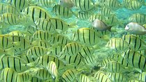 Pelican Rock Snorkeling and Sightseeing Adventure
