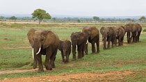 Dar Es Salaam: Day Trip Safari to Mikumi National Park by Train