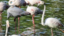 Donana National Park and El Rocío: Guided Tour from Seville