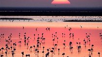 Donana National Park: Guided Day Tour from Seville