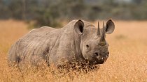 3-Day Tarangire, Ngorongoro Crater, Manyara Park