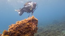 Dive Baptism 1 Dive In Tenerife 3,5h