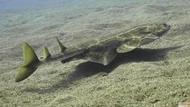 2 Dives, Certified Divers - Tenerife