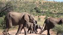 One day Safari including a 5 Hour Open Safari Vehicle Drive