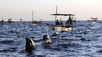 Bali Watching Dolphin at Lovina Beach & aling aling waterfall