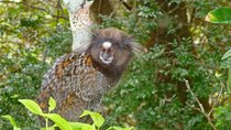 Tijuca National Park and Botanic Garden Guided Tour & Transfer