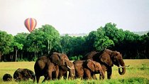 4 Days Enthralling Safaris in Kenya-lake Nakuru Masai Mara