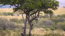 Animal Migration Safaris , Destination - Kenya