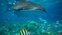 Snorkeling with Whale Sharks - Isla Mujeres 