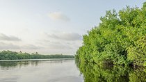 Private Tour from Riviera Maya to Nichupte Lagoon Wildlife 